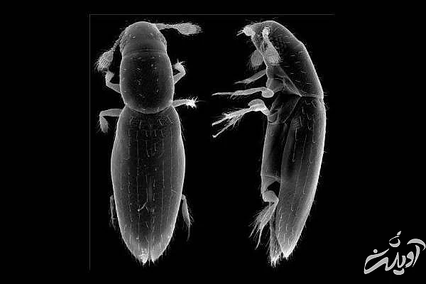 کوچکترین حشره دنیا